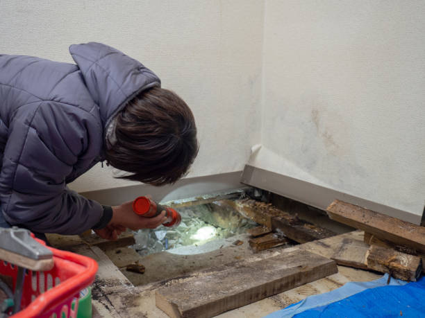 Professional Mold Removal in Washington, WV