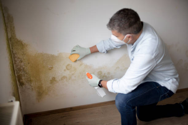 Best Residential Mold Inspection & Testing  in Washington, WV