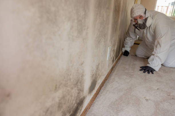  Washington, WV Mold Removal Pros